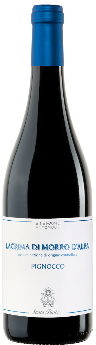 Stefano Antonucci Lacrima di Morro d'Alba Pignocco - 2021 (750ml)