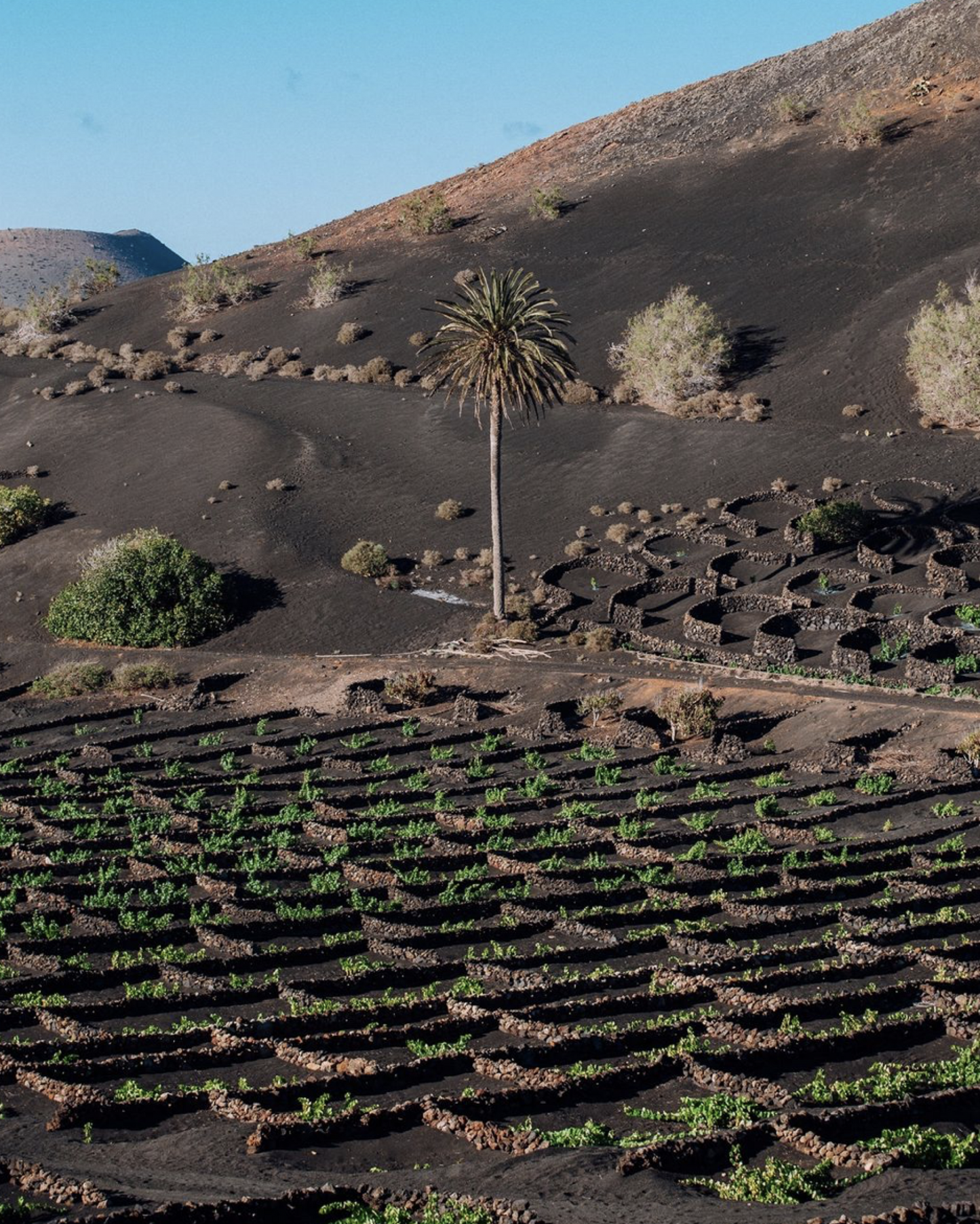 Bodegas Los Bermejos Lanzarote Listán Negro Maceracion Tradicional - 2023 (750ml)