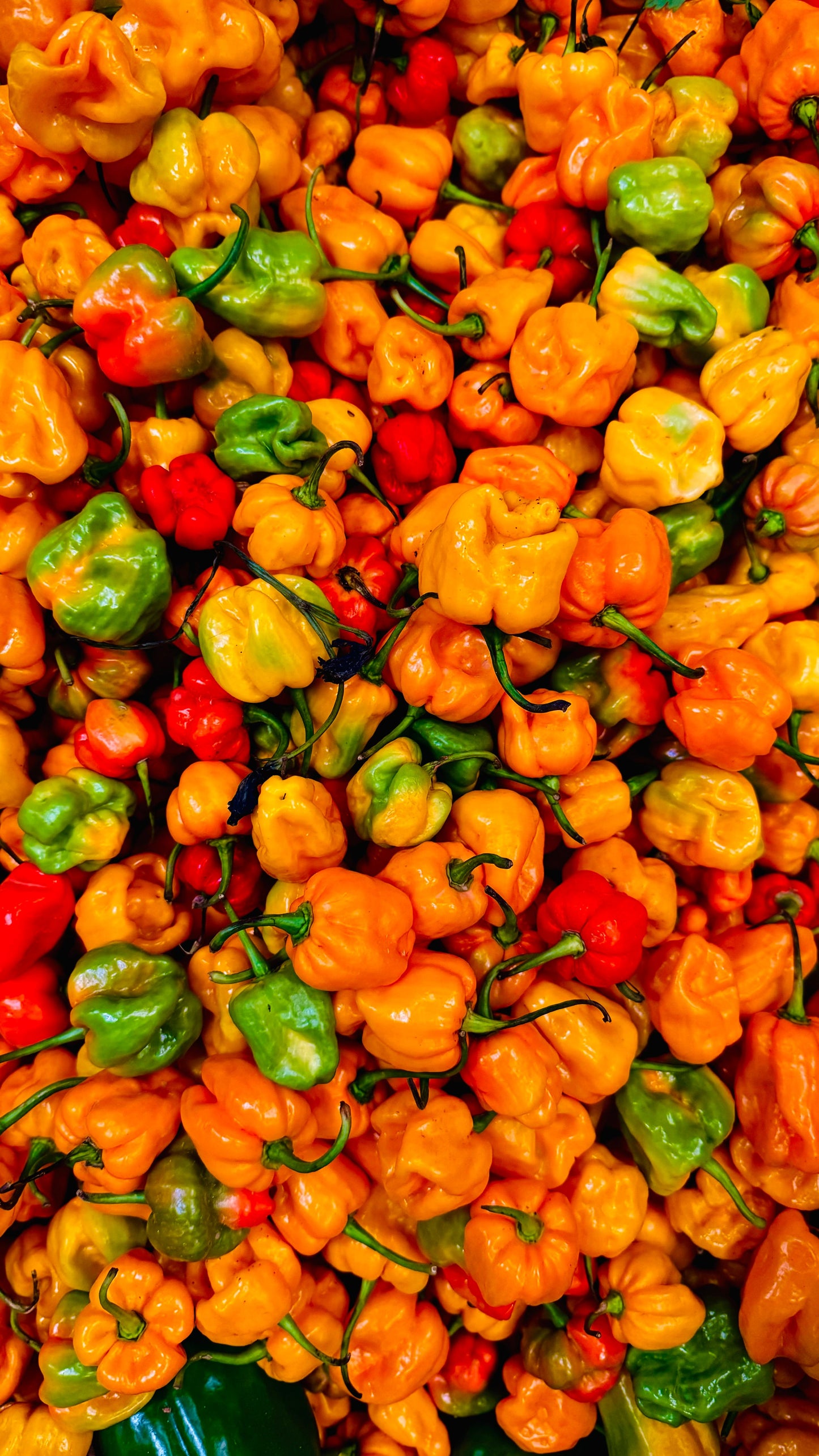 Christina's Hot Sauce Habanero Pepppers (5oz)