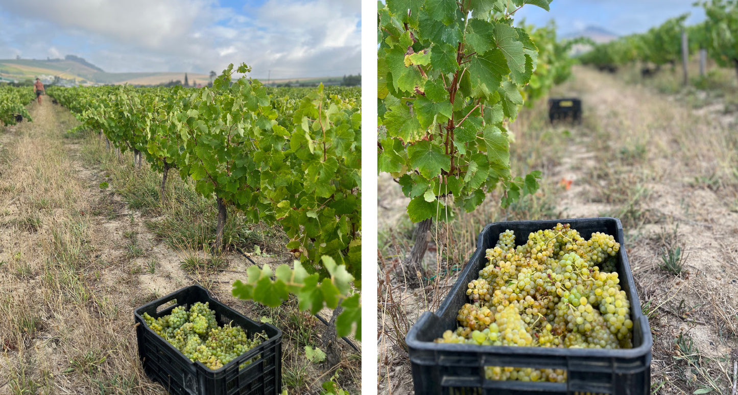 Raats Original Chenin Blanc 2022