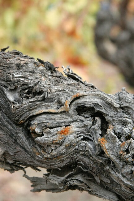 California Zinfandel: A Bold and Rugged Journey