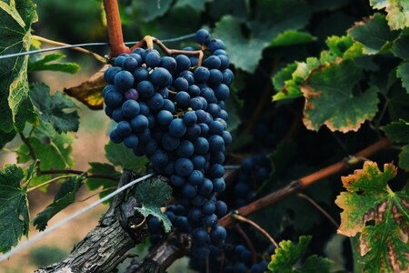 Wines for Exploration: Indigenous Grape Varieties of Europe