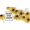 Calvert Brewing Black Eyed Susan Dark Lager(12oz 6pk Can)